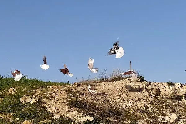 Merkez Veteriner Kliniği - Resim 11