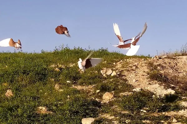 Merkez Veteriner Kliniği - Resim 2