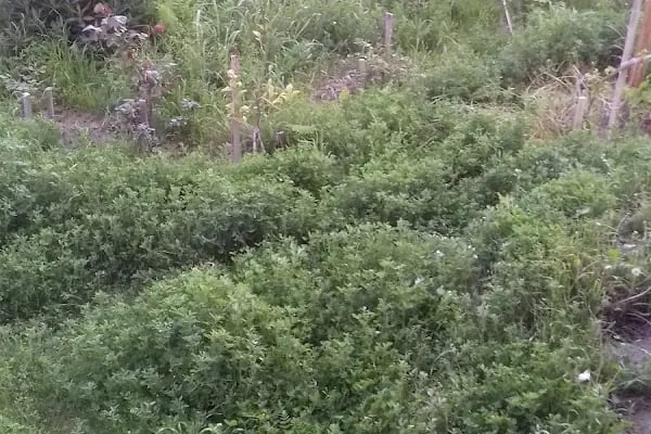 Bayatlı Sitesi - Resim 14