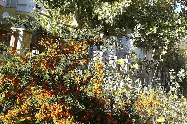 Hayriye Duruk Parkı - Resim 12
