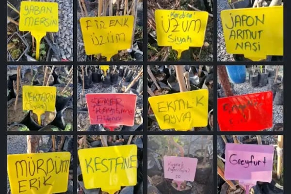 KALİTE TARIM MUZ - Resim 15