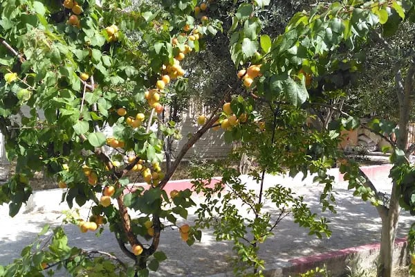 Ayyıldız Tatil Sitesi - Resim 16