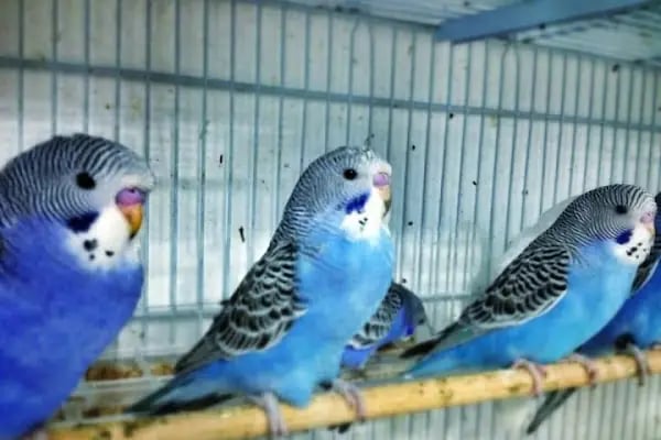 Duru Petshop Ltd. Sti - Resim 10