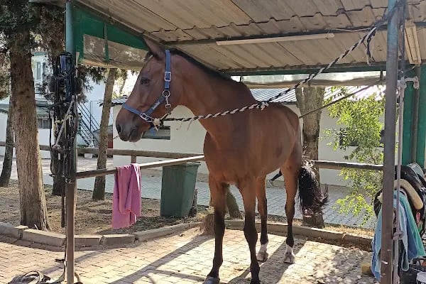 Gürman Binicilik Spor Klubü - Gürman Çiftliği - Resim 20