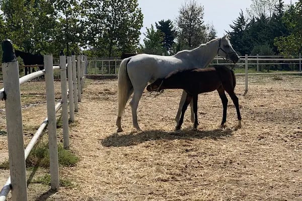 Gürman Binicilik Spor Klubü - Gürman Çiftliği - Resim 14