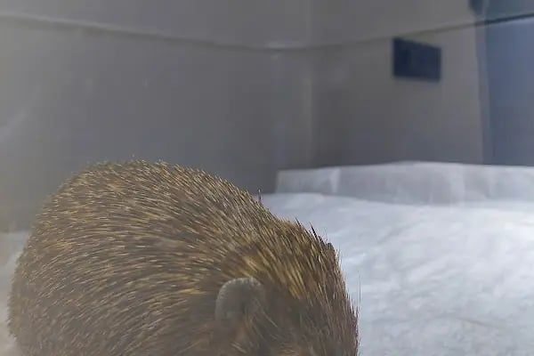 Narnia Veteriner Kliniği Trabzon - Resim 10