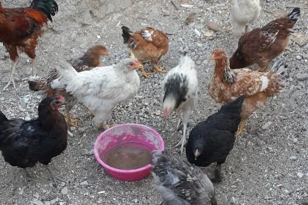 Mert Eren petshop - Resim 5
