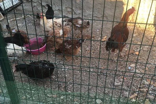 Mert Eren petshop - Resim 6