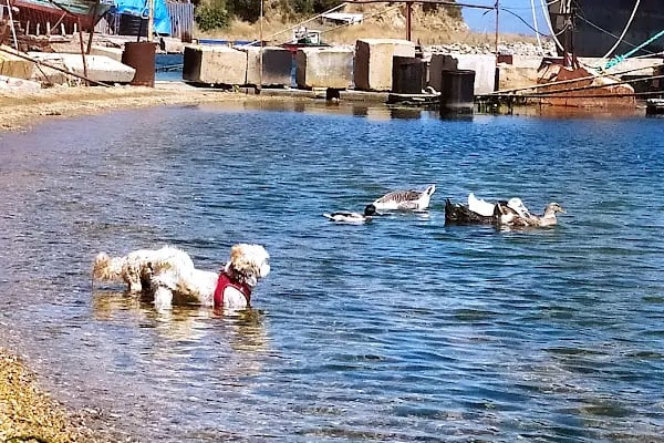 Deniz Atı Campıng - Resim 15