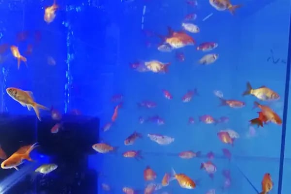 Paşam Petshop - Resim 20