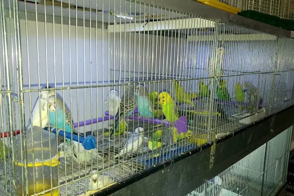 Köylü Akvaryum Petshop - Resim 19