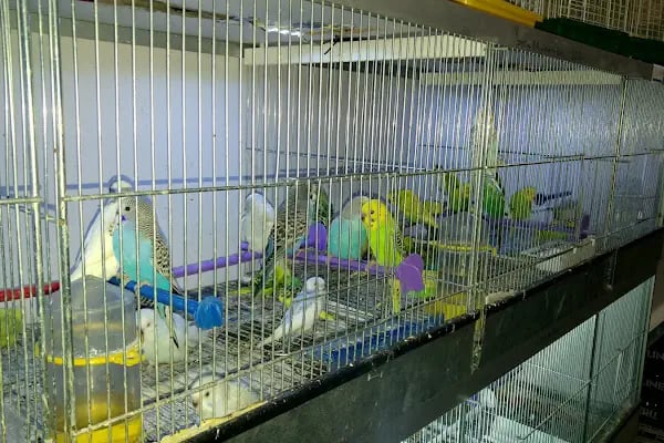 Köylü Akvaryum Petshop - Resim 15