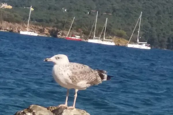 Mavi Marmara Burgazada İskelesi - Resim 16