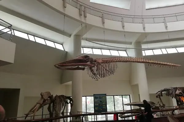 Şehit Cuma Dağ Tabiat Tarihi Müzesi - Resim 20