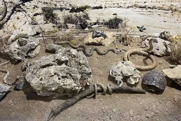 Şehit Cuma Dağ Tabiat Tarihi Müzesi - Resim 19