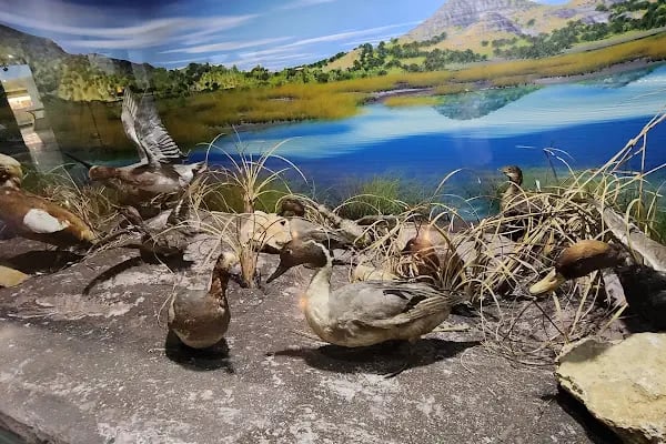 Şehit Cuma Dağ Tabiat Tarihi Müzesi - Resim 18