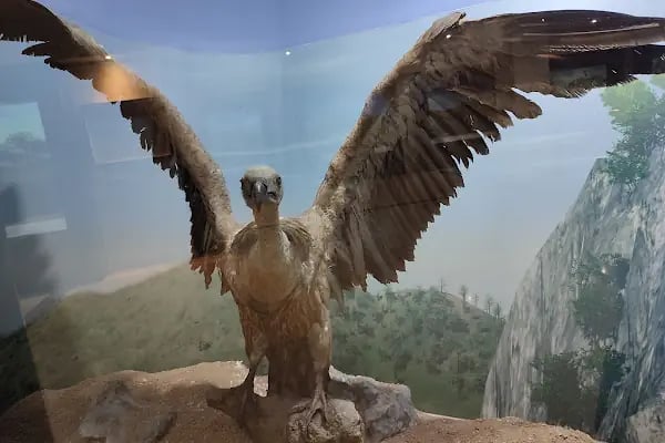 Şehit Cuma Dağ Tabiat Tarihi Müzesi - Resim 11