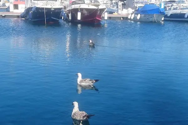 Marinturk - Resim 9