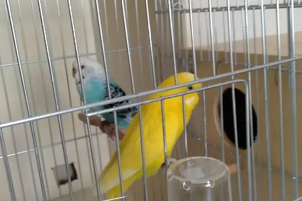 BEREN PETSHOP - Resim 3
