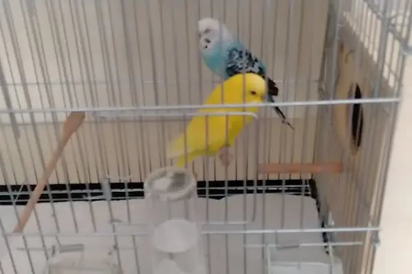 BEREN PETSHOP - Resim 6