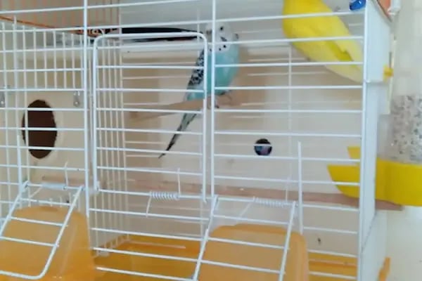 BEREN PETSHOP - Resim 8