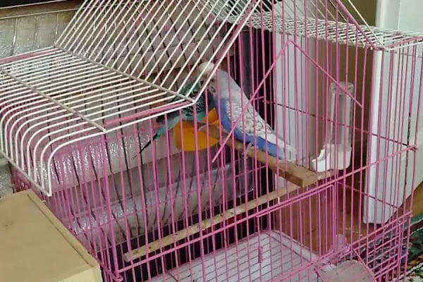 BEREN PETSHOP - Resim 5