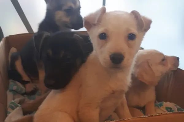 VetCo Veteriner Polikliniği - Resim 14