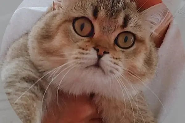 VetCo Veteriner Polikliniği - Resim 8
