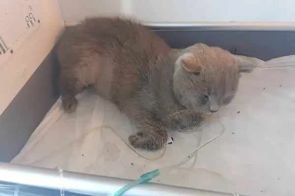 VetCo Veteriner Polikliniği - Resim 15