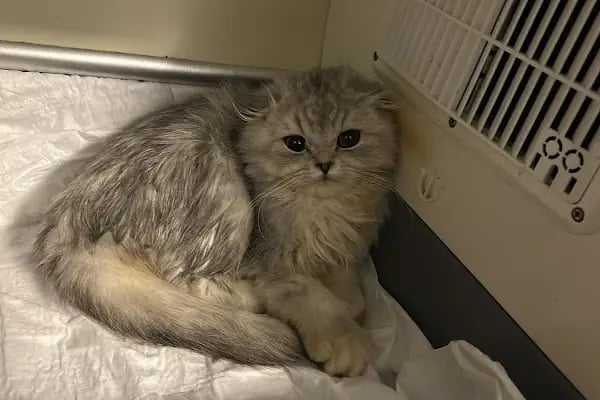 VetCo Veteriner Polikliniği - Resim 5