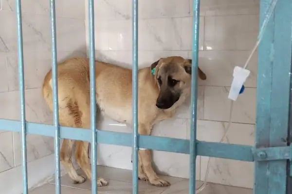 VetCo Veteriner Polikliniği - Resim 12