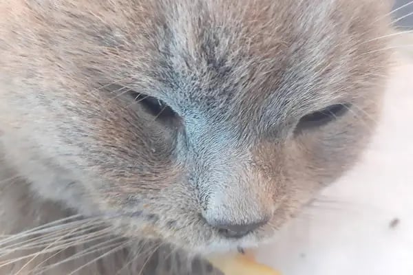 VetCo Veteriner Polikliniği - Resim 17
