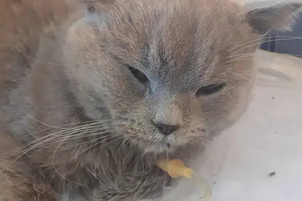 VetCo Veteriner Polikliniği - Resim 3