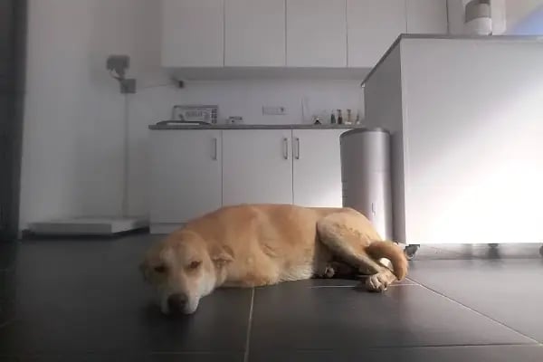 VetCo Veteriner Polikliniği - Resim 10