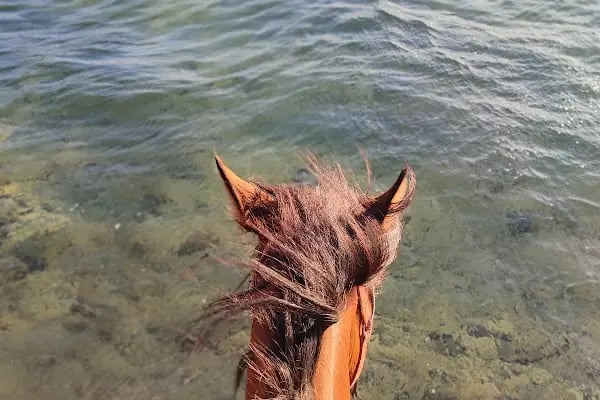 Bodrum Horse Riding - Resim 3