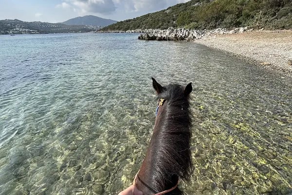 Bodrum Horse Riding - Resim 12