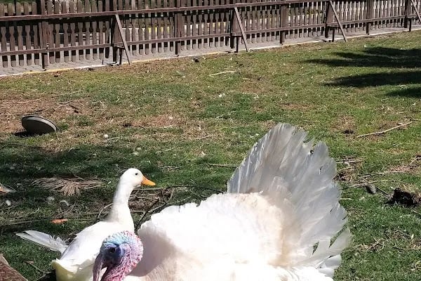 Röne Park Çay Bahçesi - Resim 18