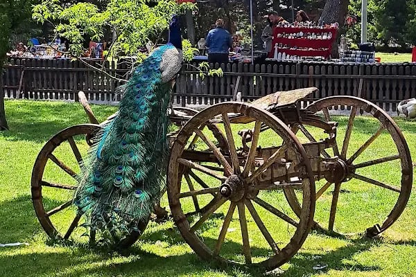 Röne Park Çay Bahçesi - Resim 8