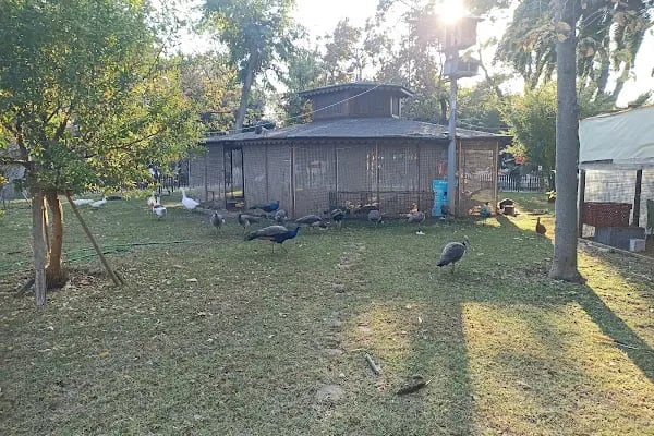 Röne Park Çay Bahçesi - Resim 14