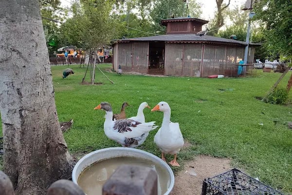 Röne Park Çay Bahçesi - Resim 10