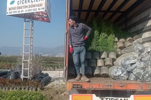 Nazar Flower (Çiçekçilik) & Orkestra - Resim 1