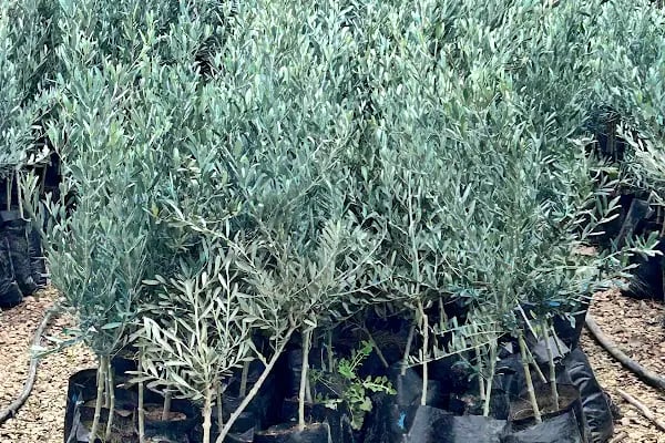 4K BAHÇE DÜNYASI - Resim 8