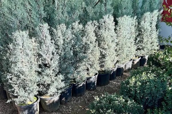 4K BAHÇE DÜNYASI - Resim 20