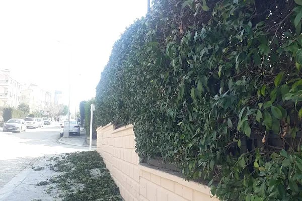 Bursa Peyzaj Ağaç Kesim Bahçe Düzenleme Budama Çim Dikimi Profesyonel Dizayn - Resim 12