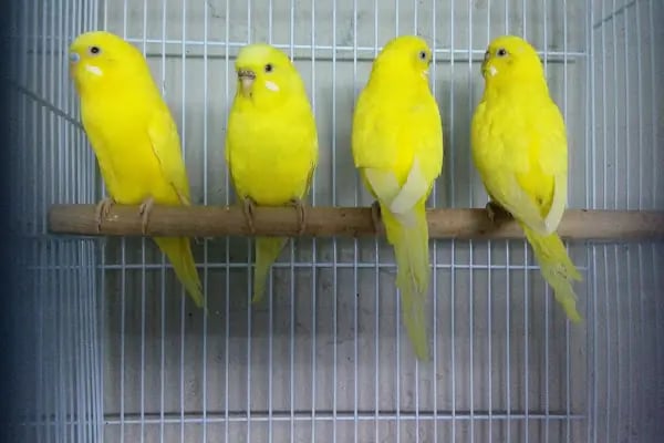 Cadde Petshop - Resim 17