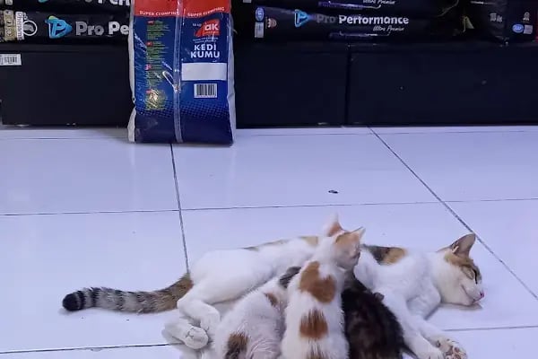 Cadde Petshop - Resim 8
