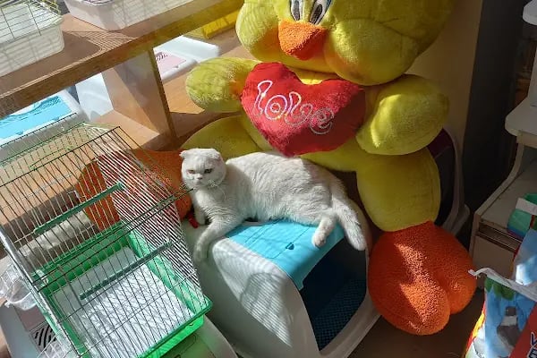 Cadde Petshop - Resim 10