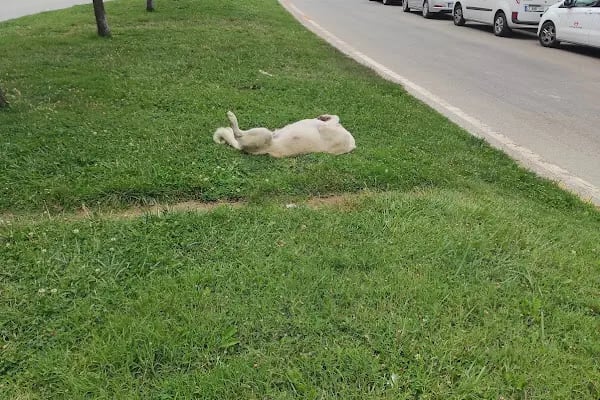 Kocaeli Üniversitesi Umuttepe Kampüsü B Kapısı - Resim 18