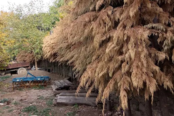 Birgi Çınaraltı Pansiyon - Resim 18