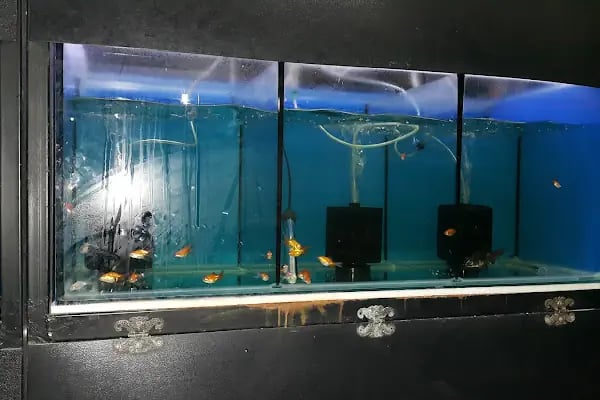 Aydın petshop - Resim 16